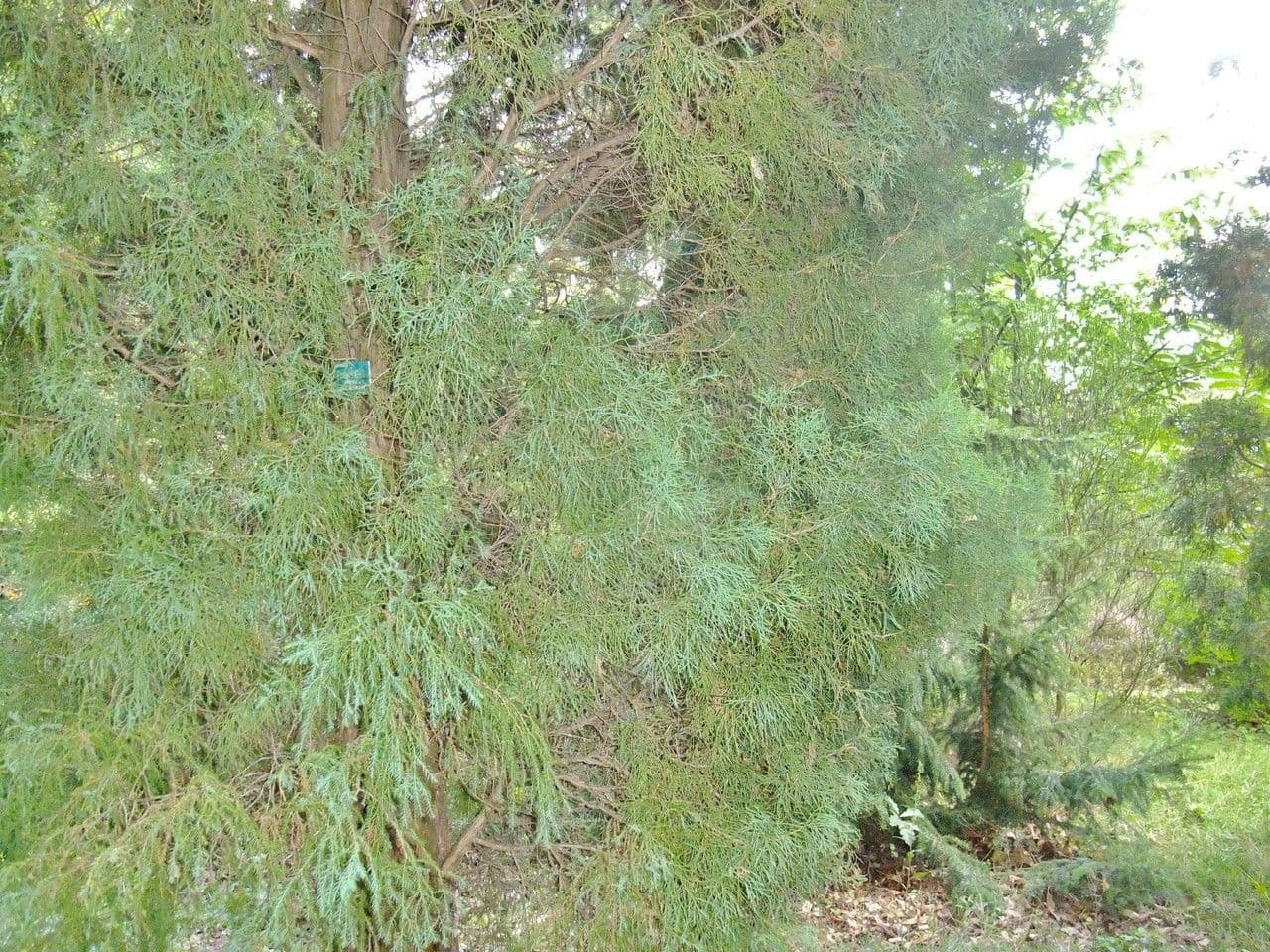 Ginepro della Virginia 29