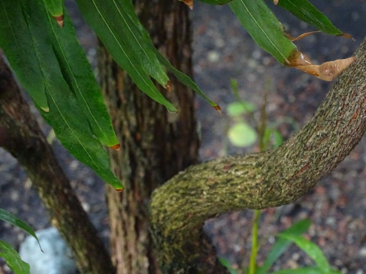 Weidenblättrige Pouteria 3