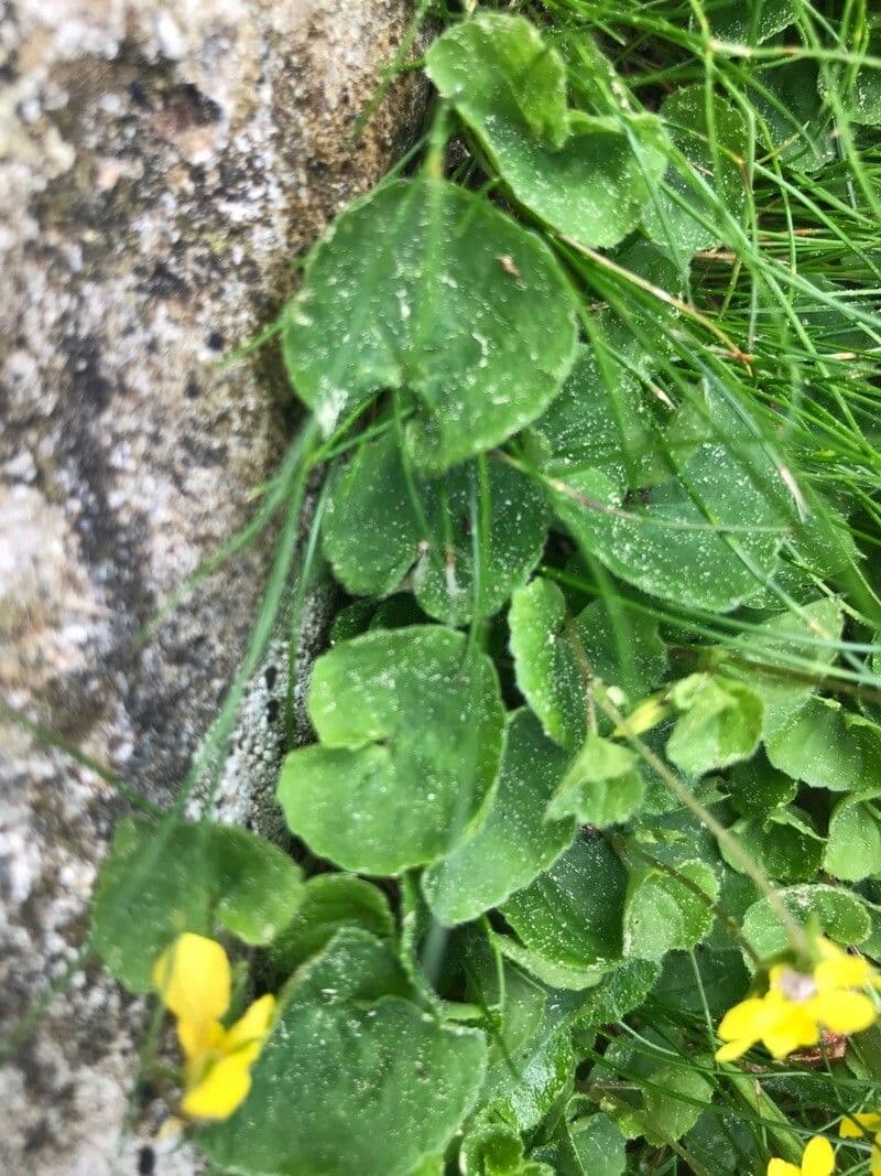 Viola biflora 16