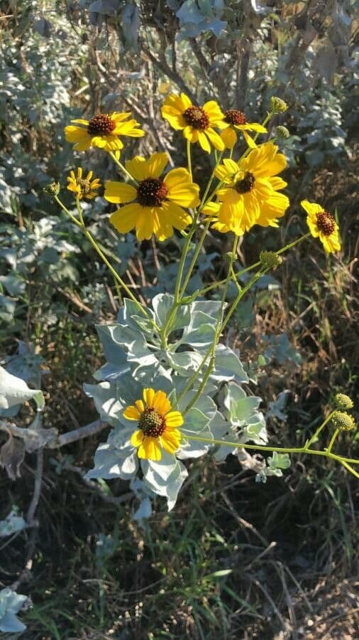 Encelia 4