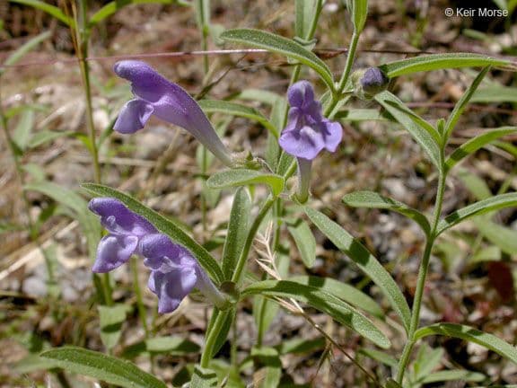 Scutellaria siphocampyloides 10