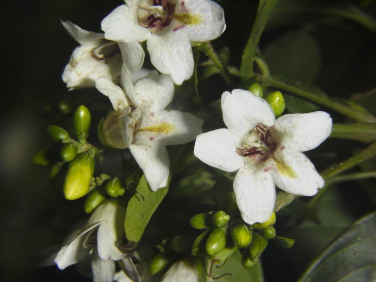 Bravaisia 5