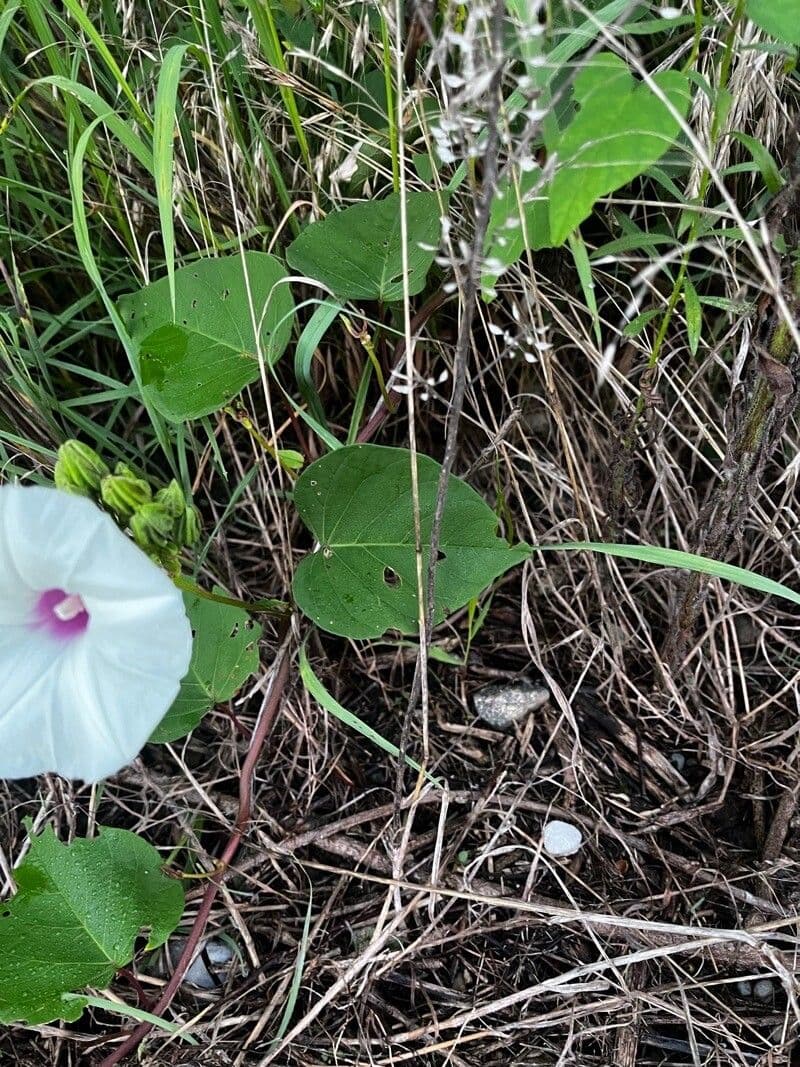 Ipomoea pandurata 15