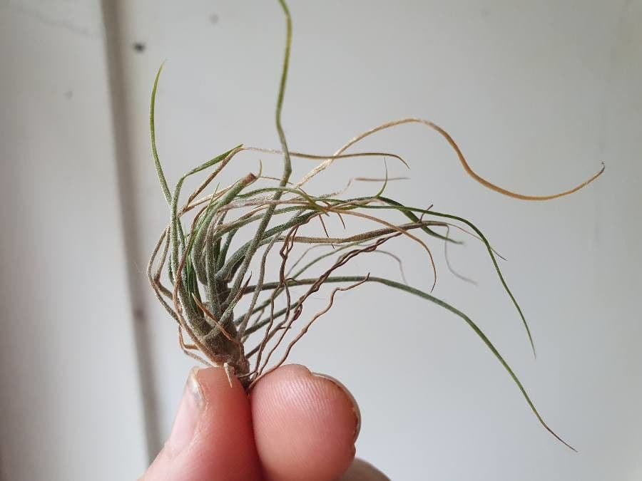 Tillandsia brumosa 2