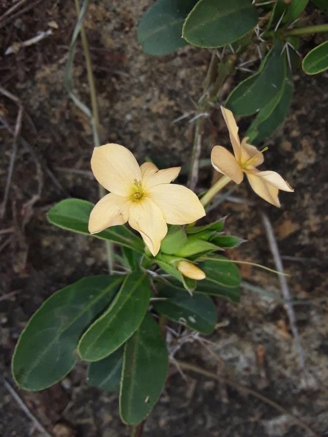 Barleria 8