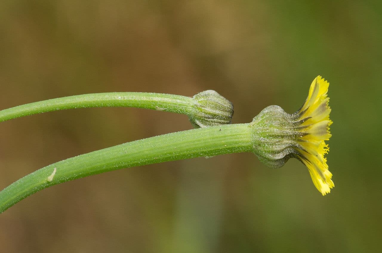 Arnoseris 5