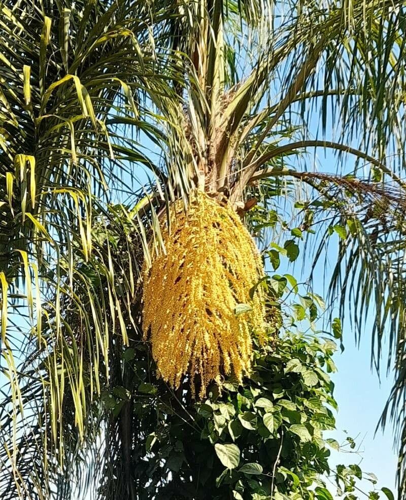 Palma di Giriba 7