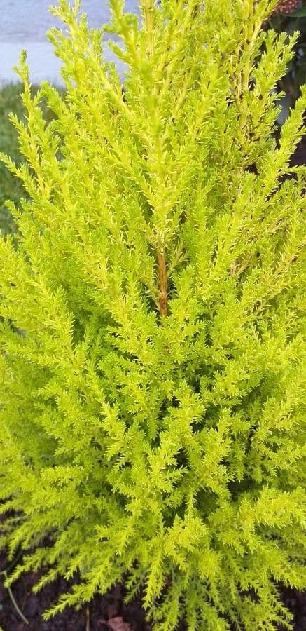 Cipresso di Monterey 16