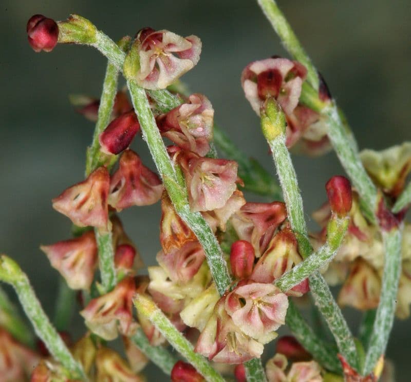 Eriogonum nidularium 3