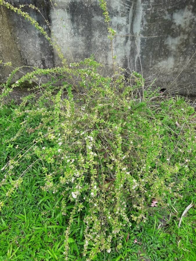 Puerto-Rico-Oregano 9