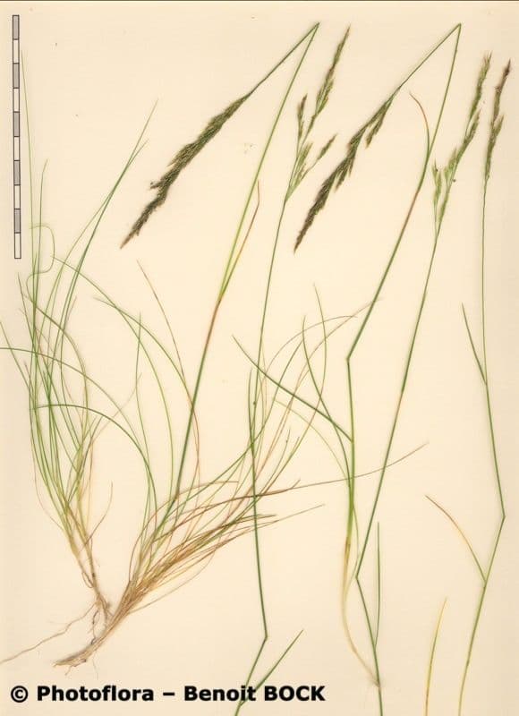 Agrostis di Schleicher 7