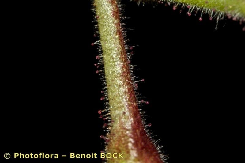 Ononide tridentata 22
