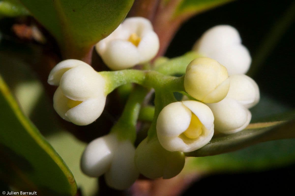 Osmanthus 6