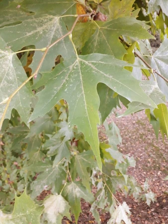 Platanus orientalis 20