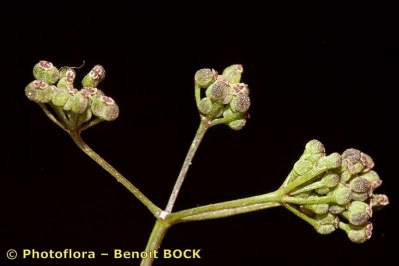 Stoibrax dichotomum 11