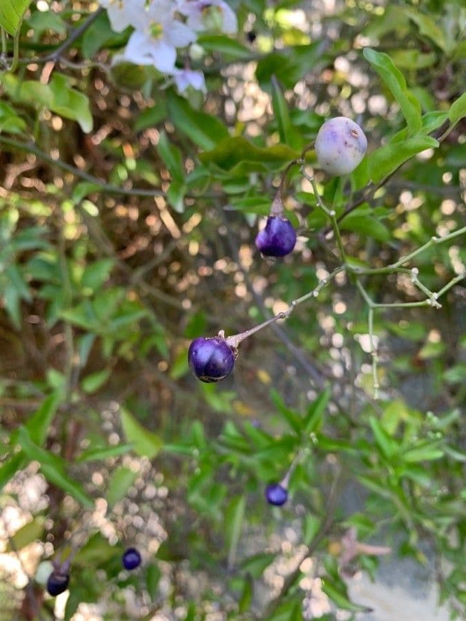 Solanum laxum 3