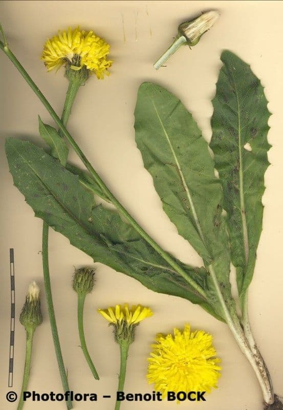 Costolina macchiata 28
