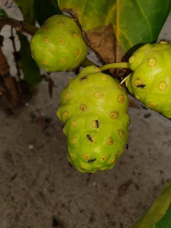 Indische Maulbeere 10