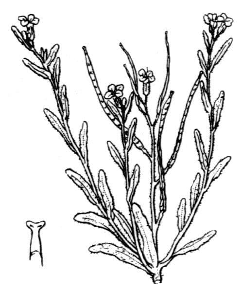 Maresia nana