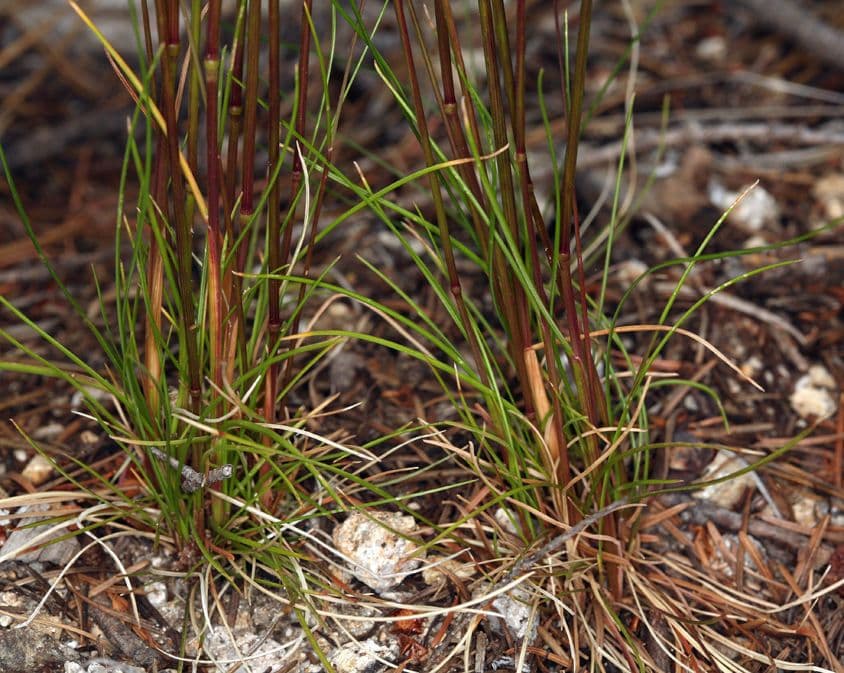 Festuca occidentale 7