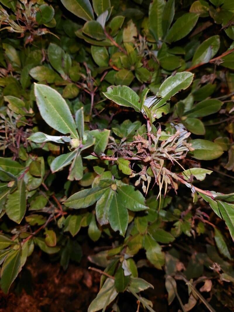 Rododendron 14