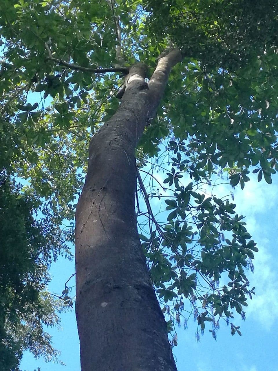 Alstonia 5