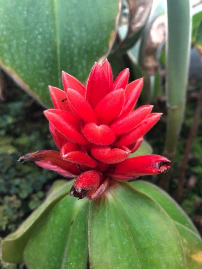 Costus 4