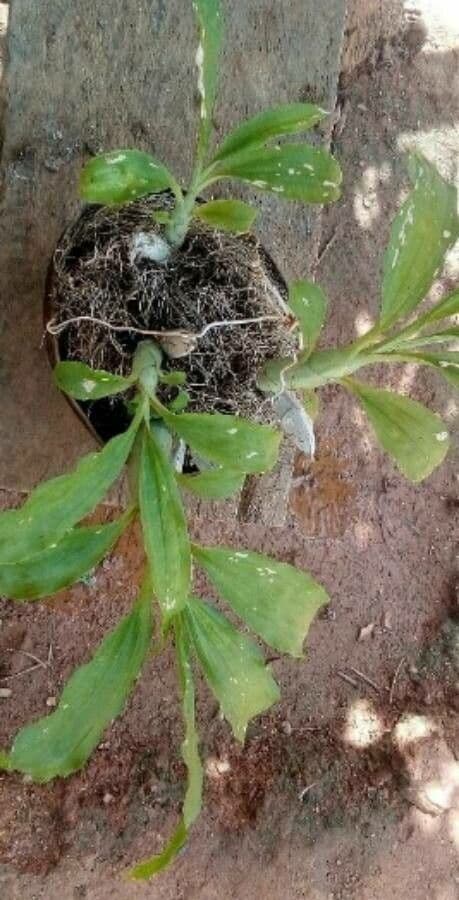 Catasetum maculato 11