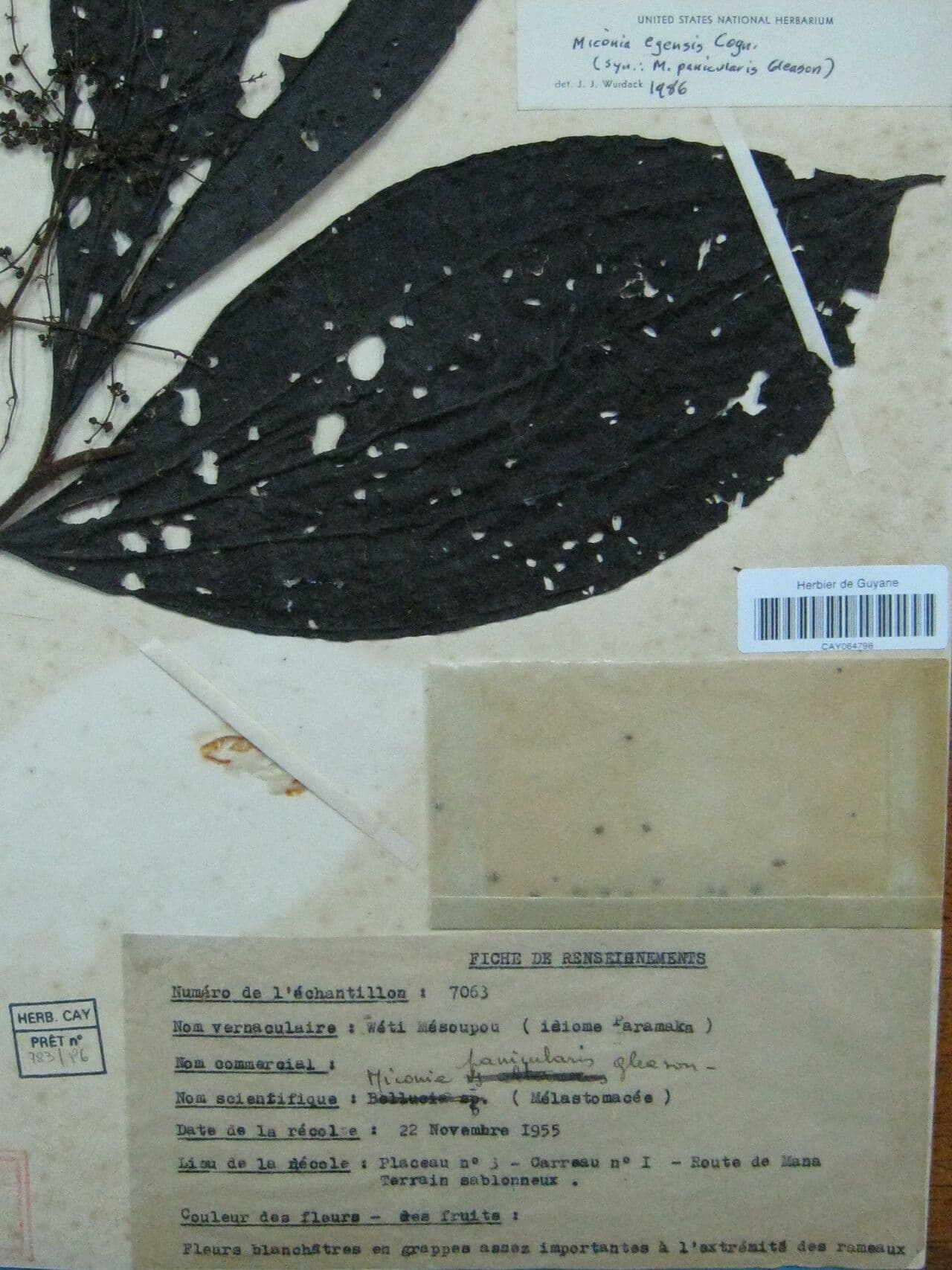 Miconia egensis 2