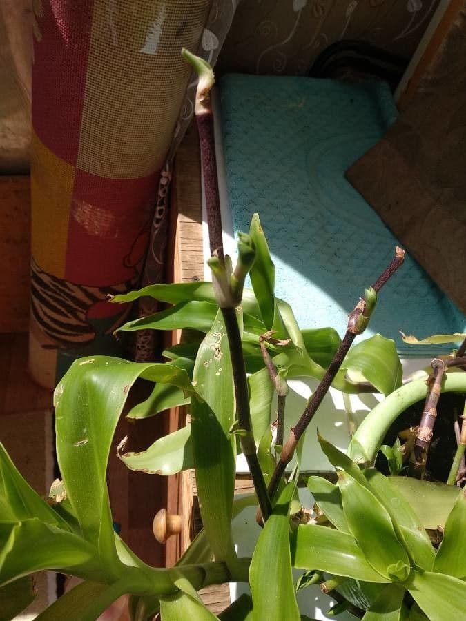 Callisia 23