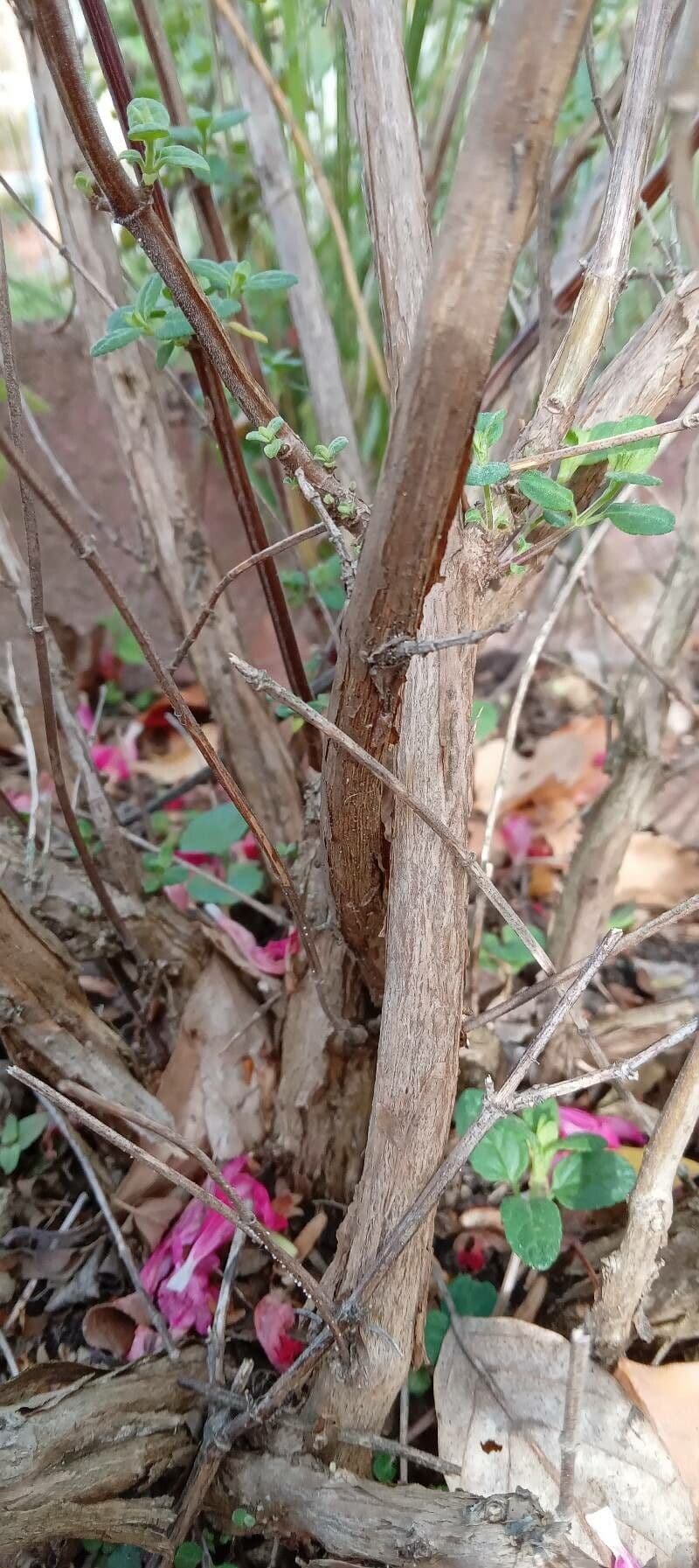 Salvia a foglie piccole 21