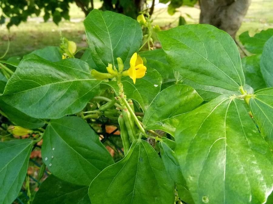 Vigna 2