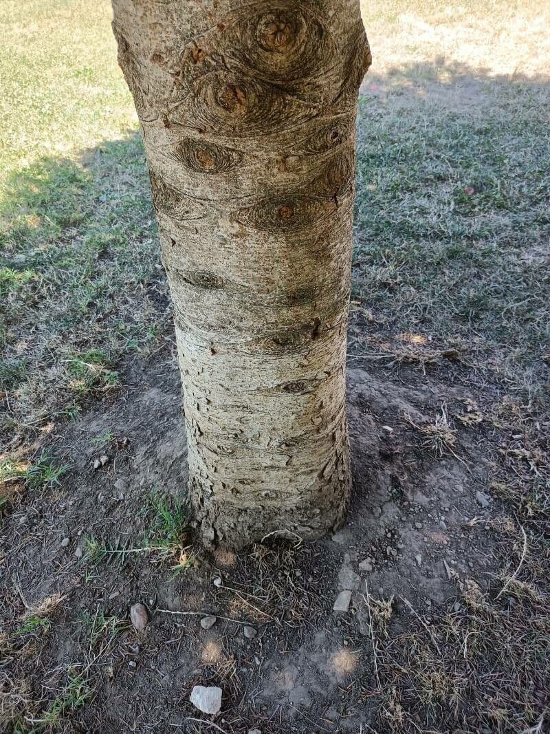 Abete del Caucaso 24