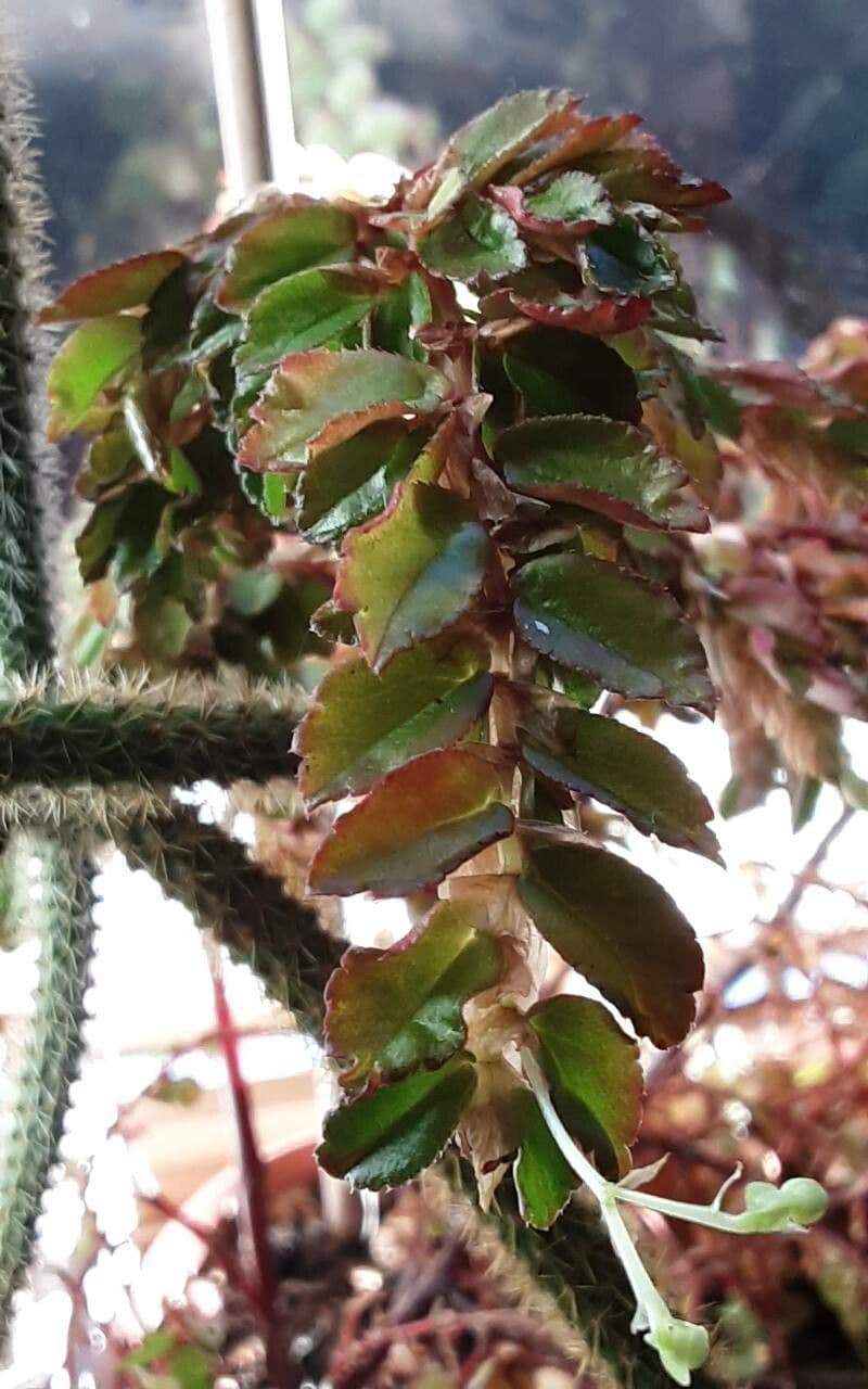 Fuchsienblättrige Begonie 19