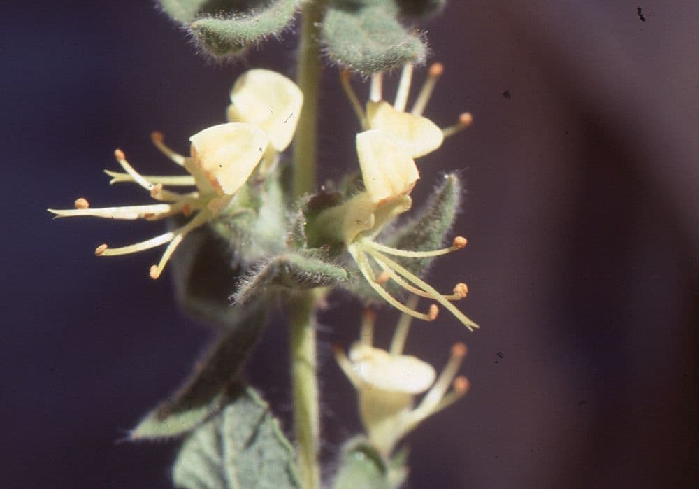 Teucrium