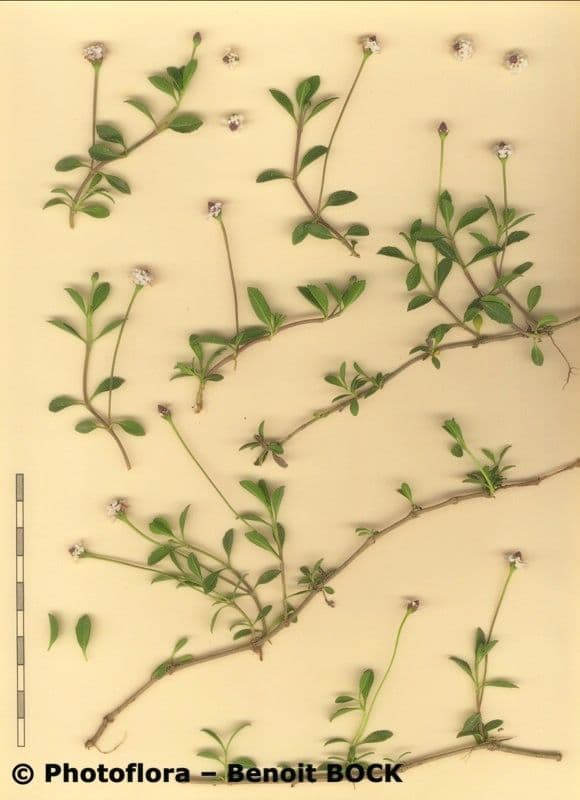 Fila nodiflora 27