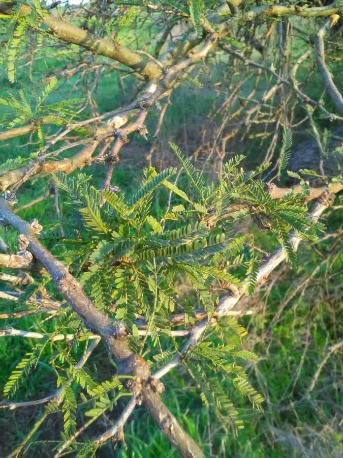 Prosopis 9
