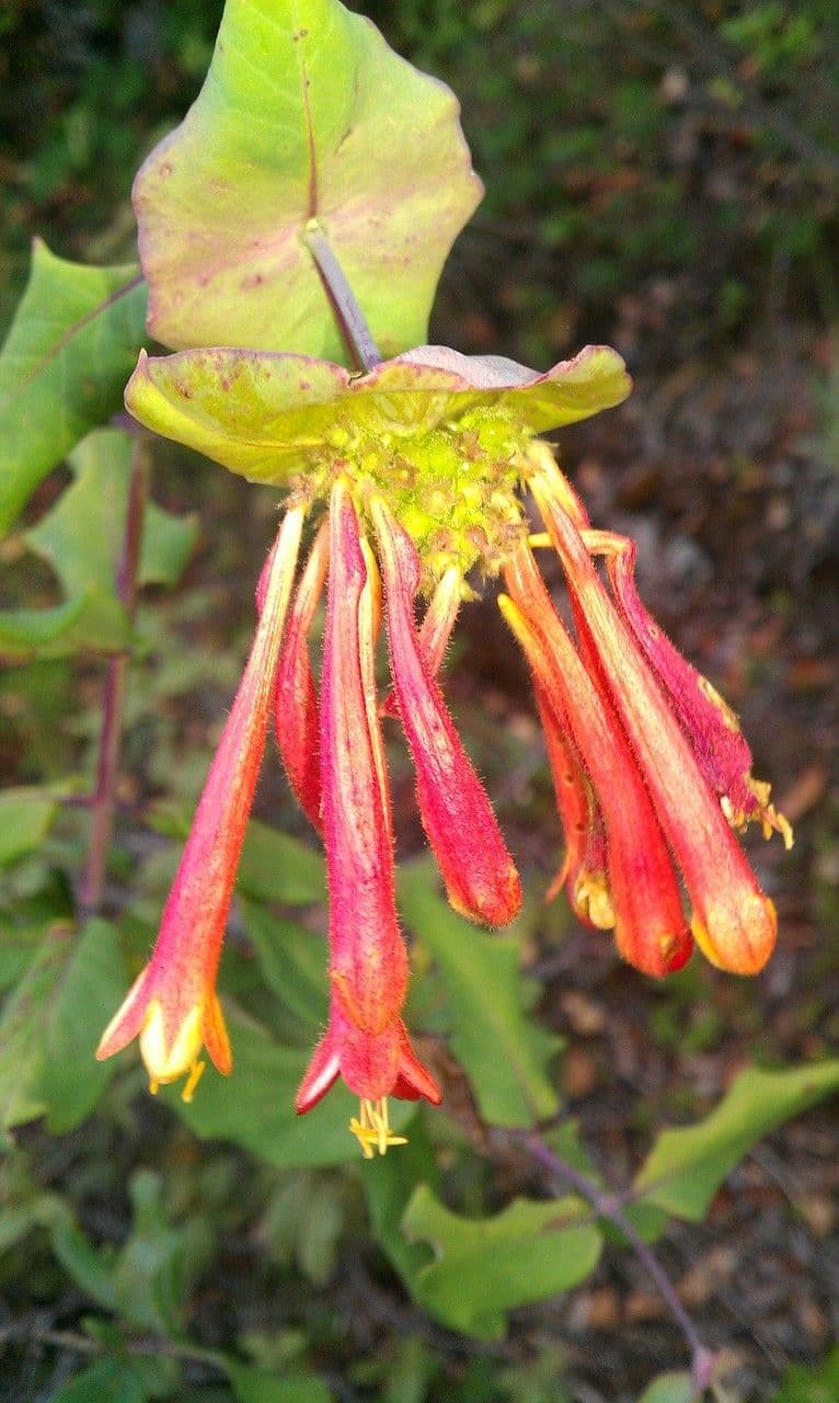 Caprifoglio 4