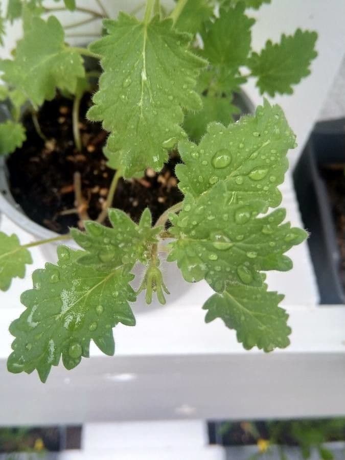 Großblütige Phacelia 15