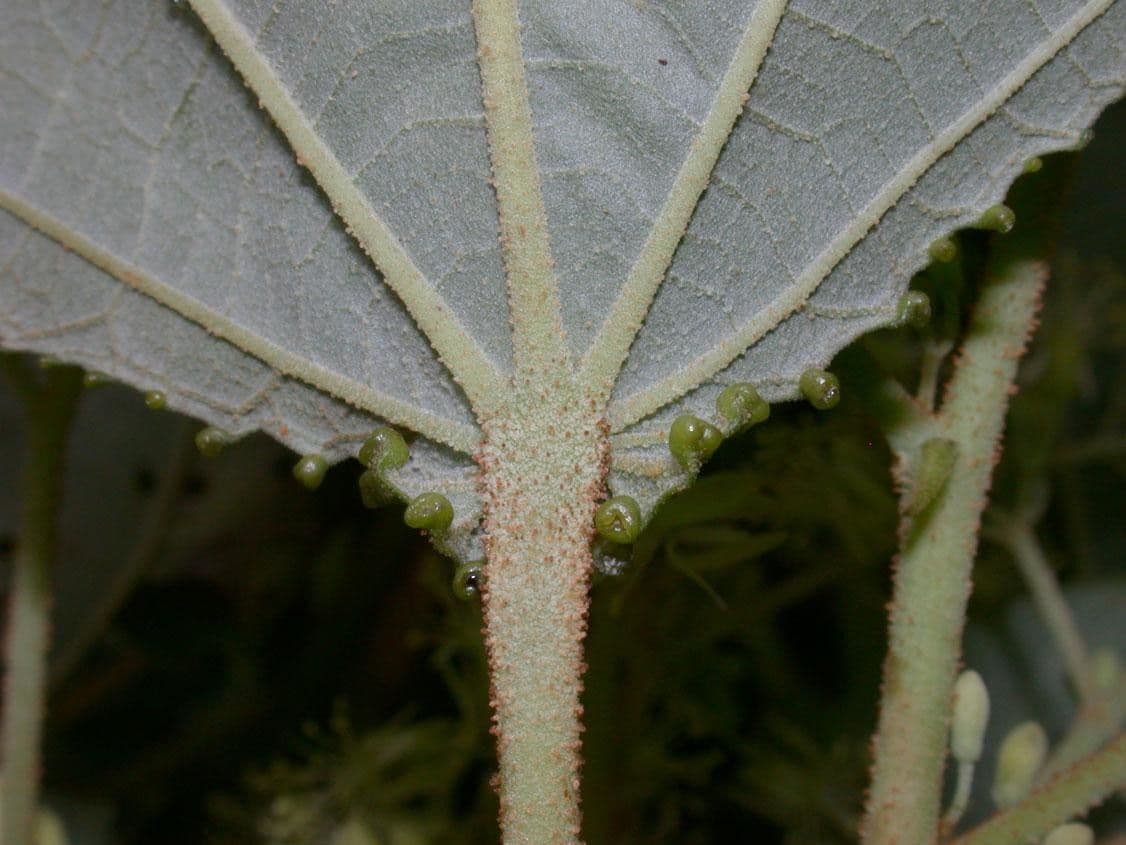 Heliocarpus 23