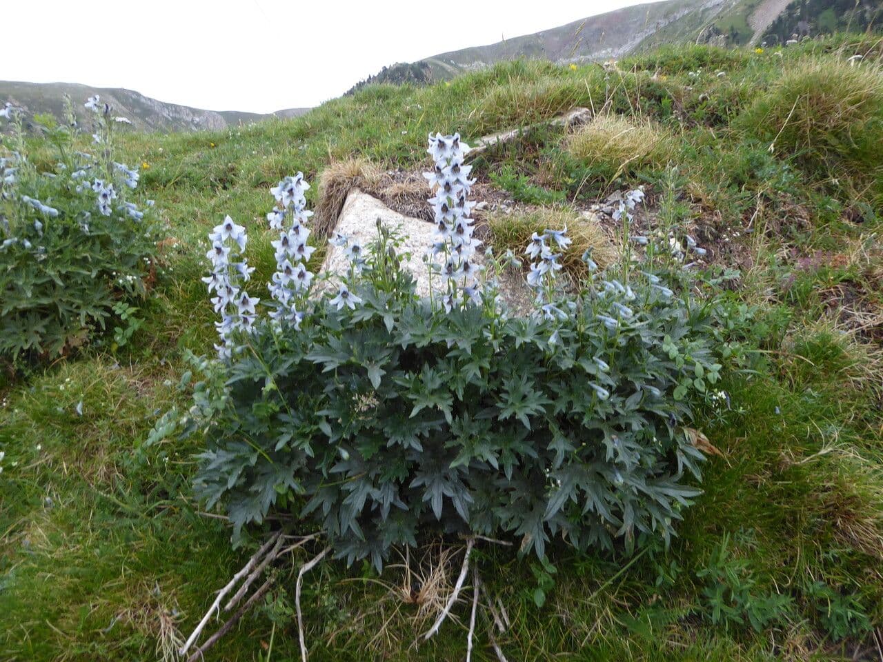 Delphinium 13