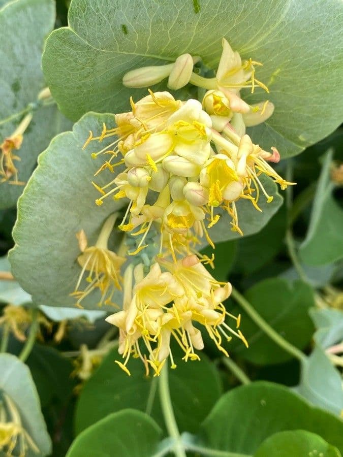 Caprifoglio giallo 5