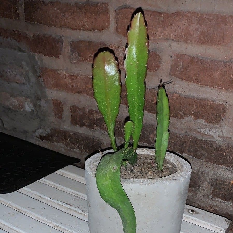Disocactus 13