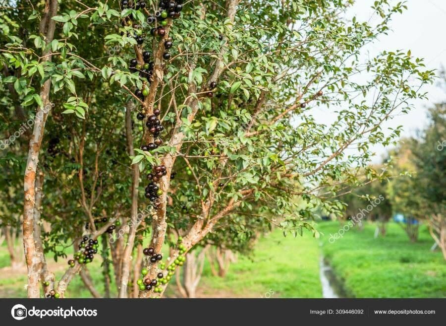 Jabuticaba 12