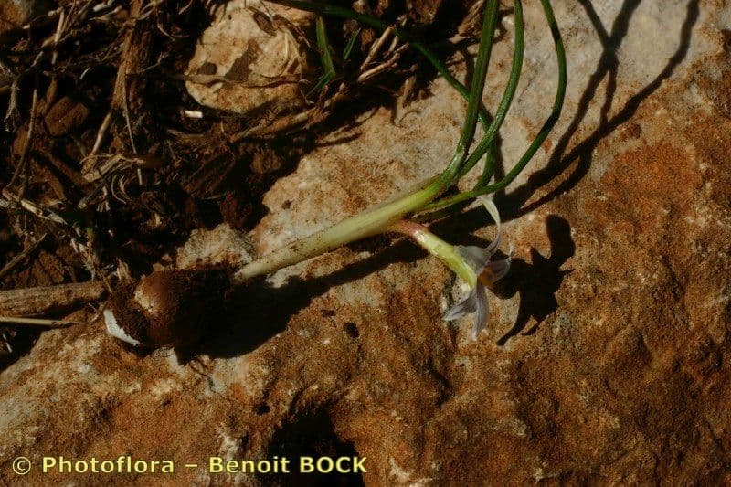Romulea 21