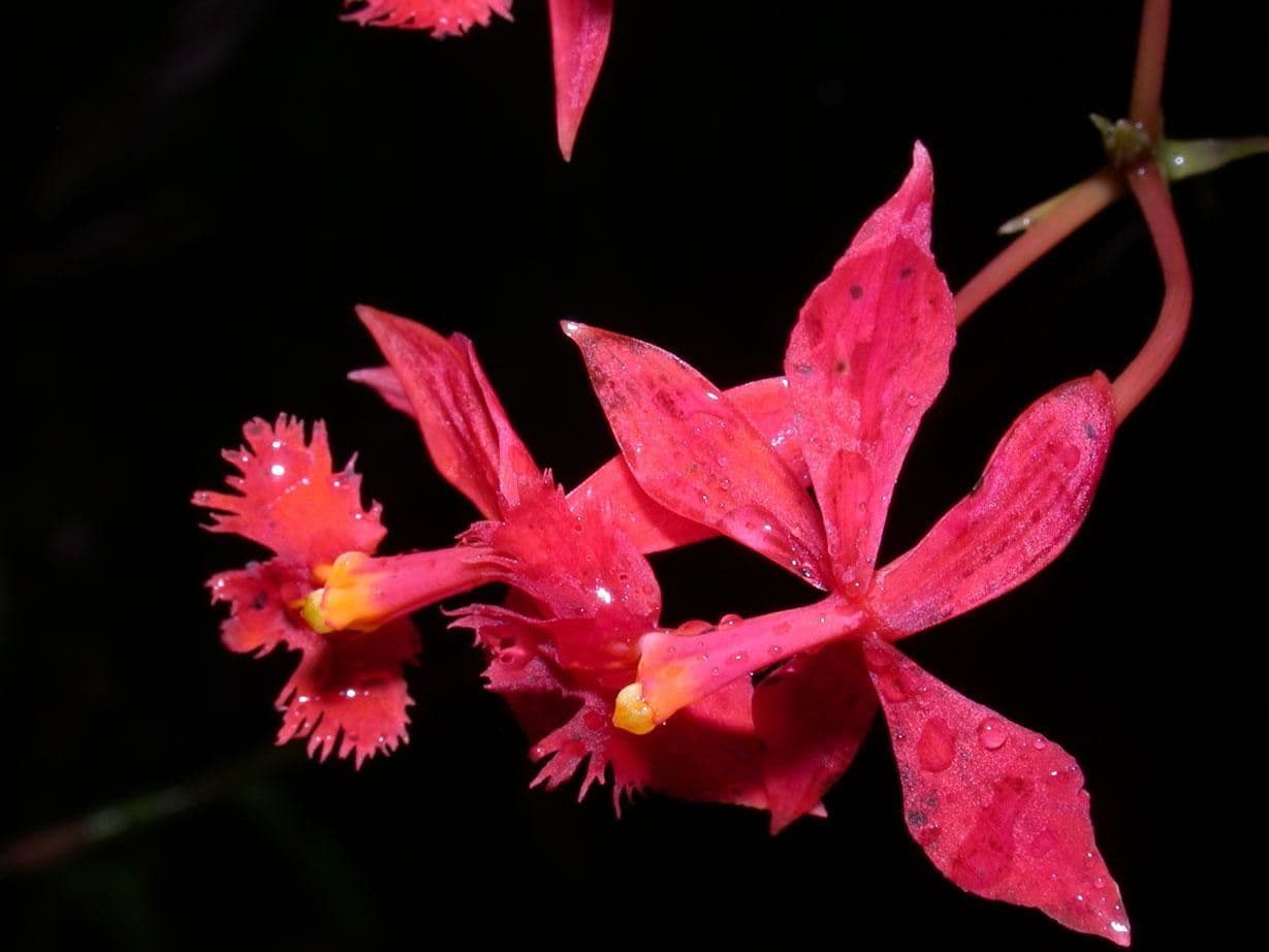 Epidendrum 2
