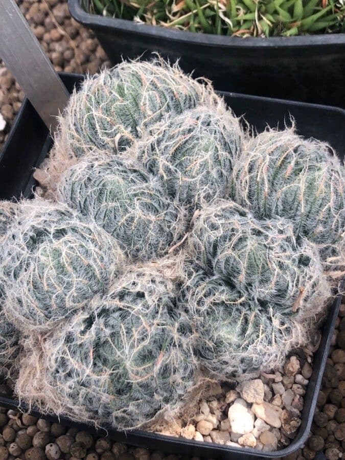 Haworthia 2