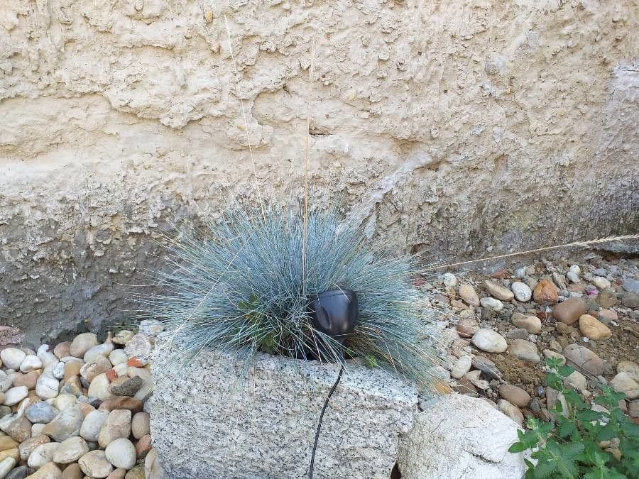 Festuca blu 25