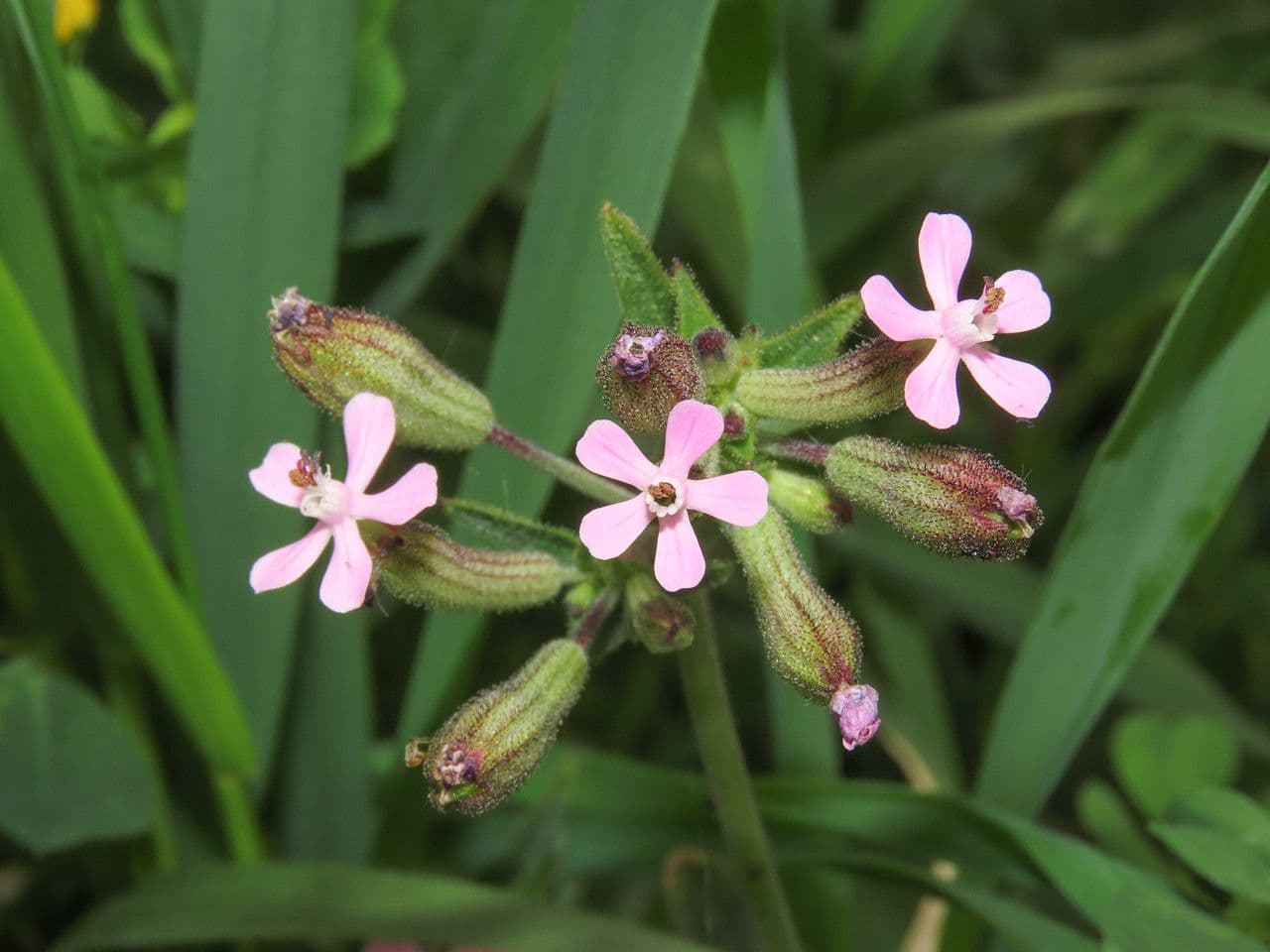 Catchfly parduzco 5