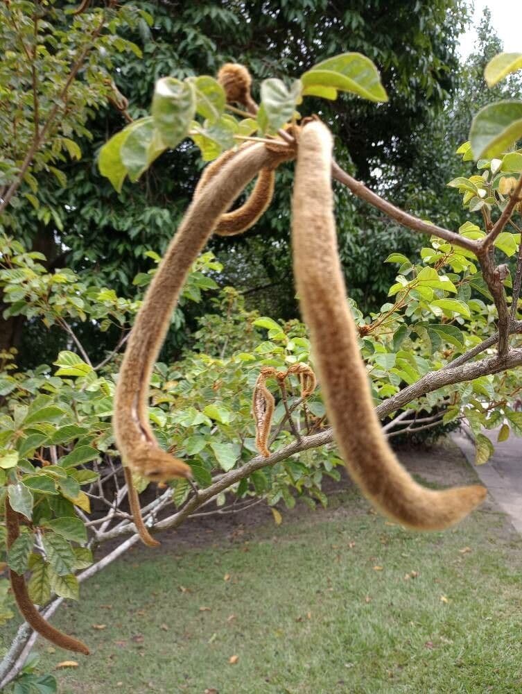 Handroanthus